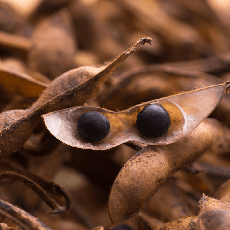 Black soya bean Kala Bhatt