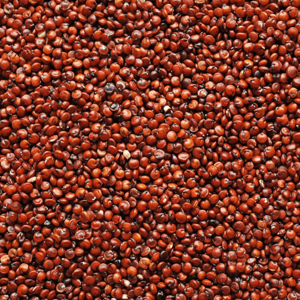 Quinoa red Seeds
