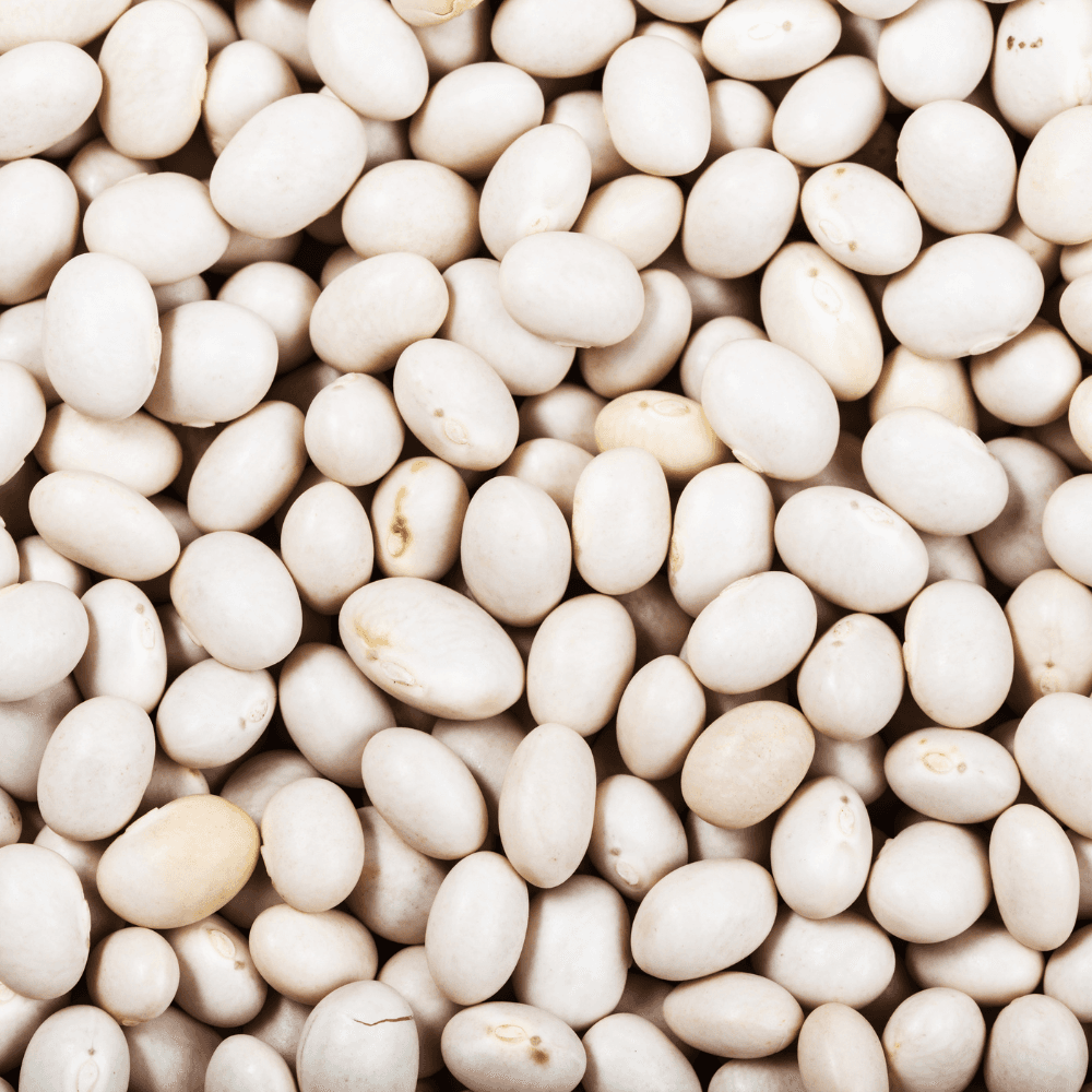 White Navy beans Seeds