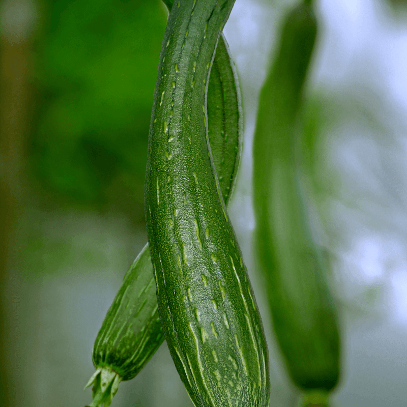 Sponge gourd Dark green