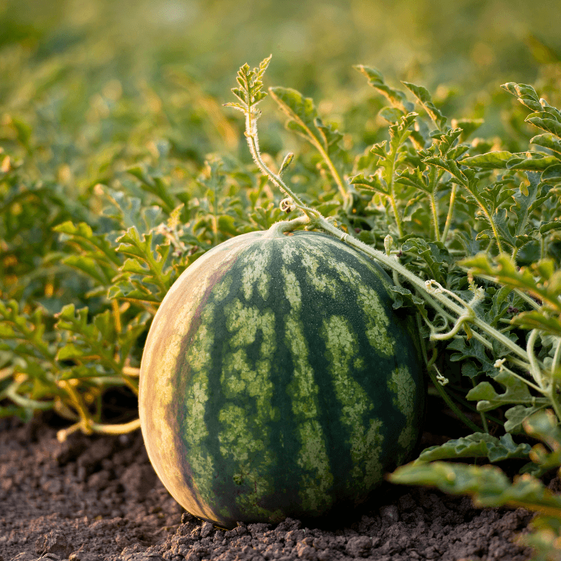 Watermelon Crimson sweet Seeds