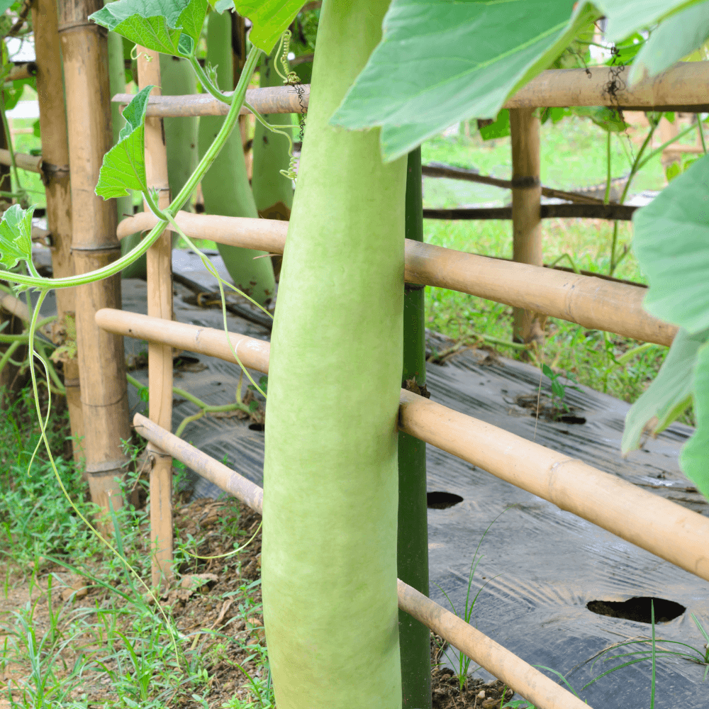 Long melon Durgesh Komal