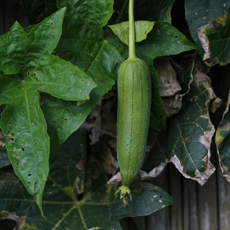 Ridge gourd long green