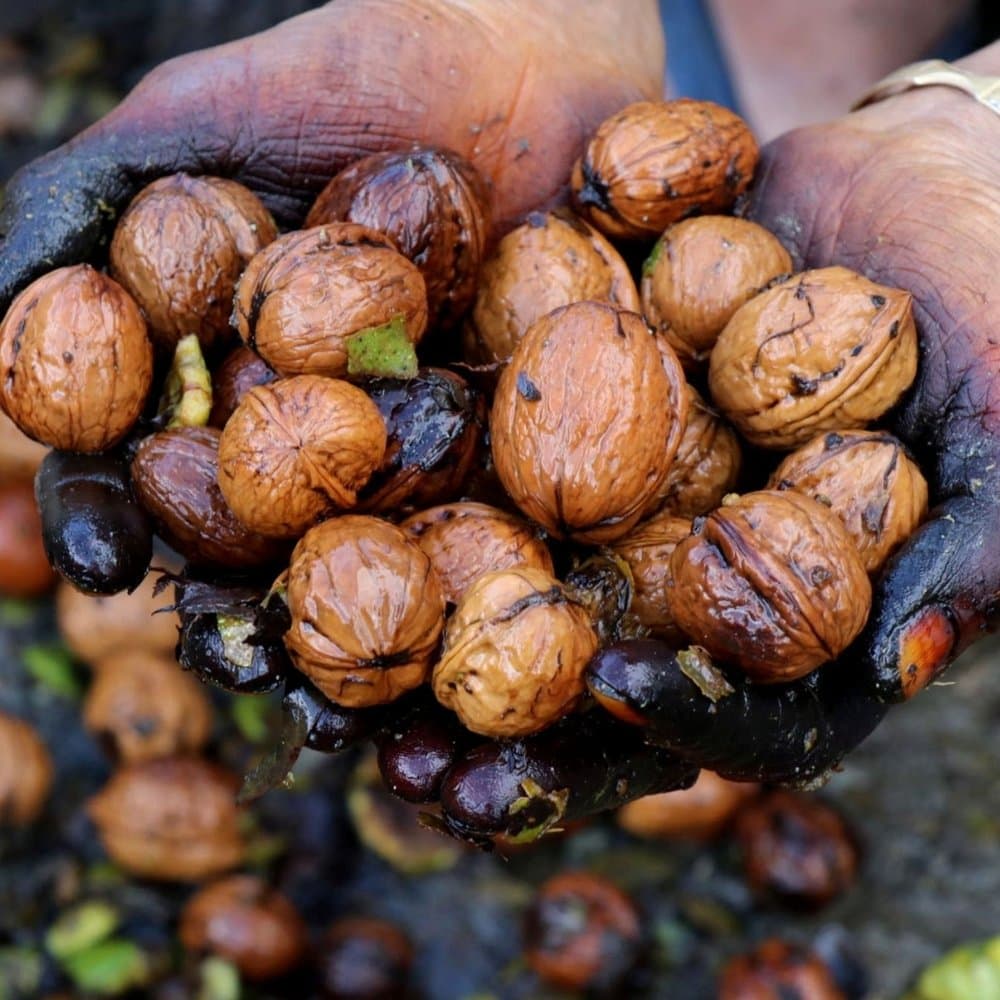 Himalayan Walnut, Juglans regia, Indian Walnut, Tibetan Walnut