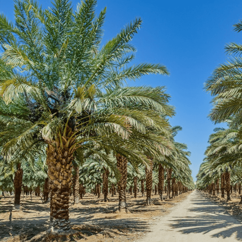 Zahidi dates Seeds