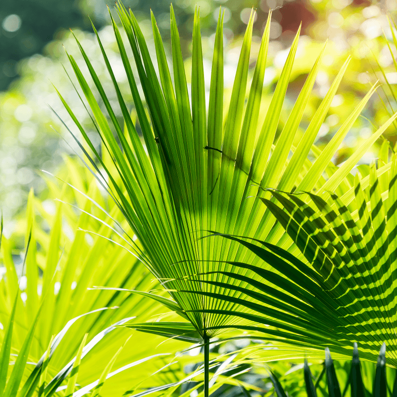 Palms seed collection
