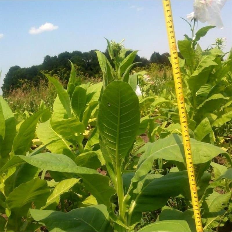 Tobacco Connecticut Broadleaf
