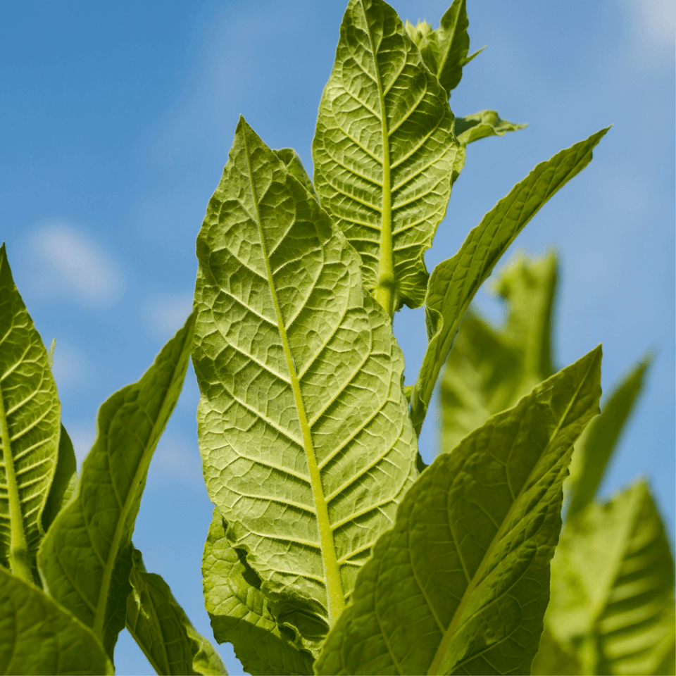 Tobacco Virginia Gold Poland
