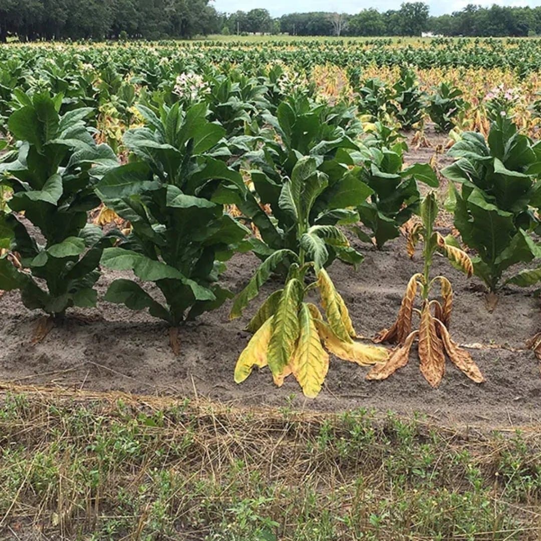 Tobacco Yellow Leaf 36