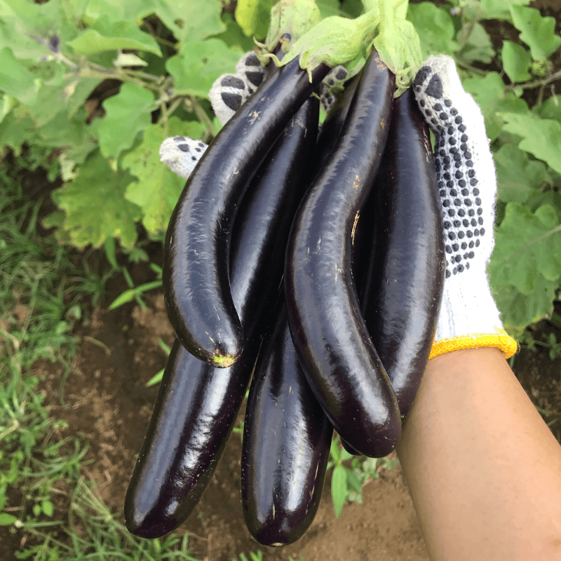 Eggplant siliguri long Seeds