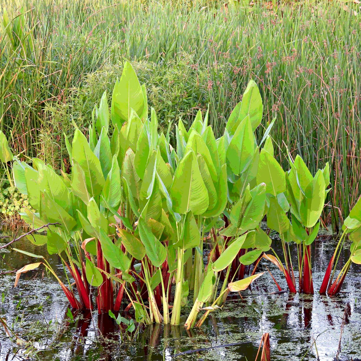 Thalia Geniculata