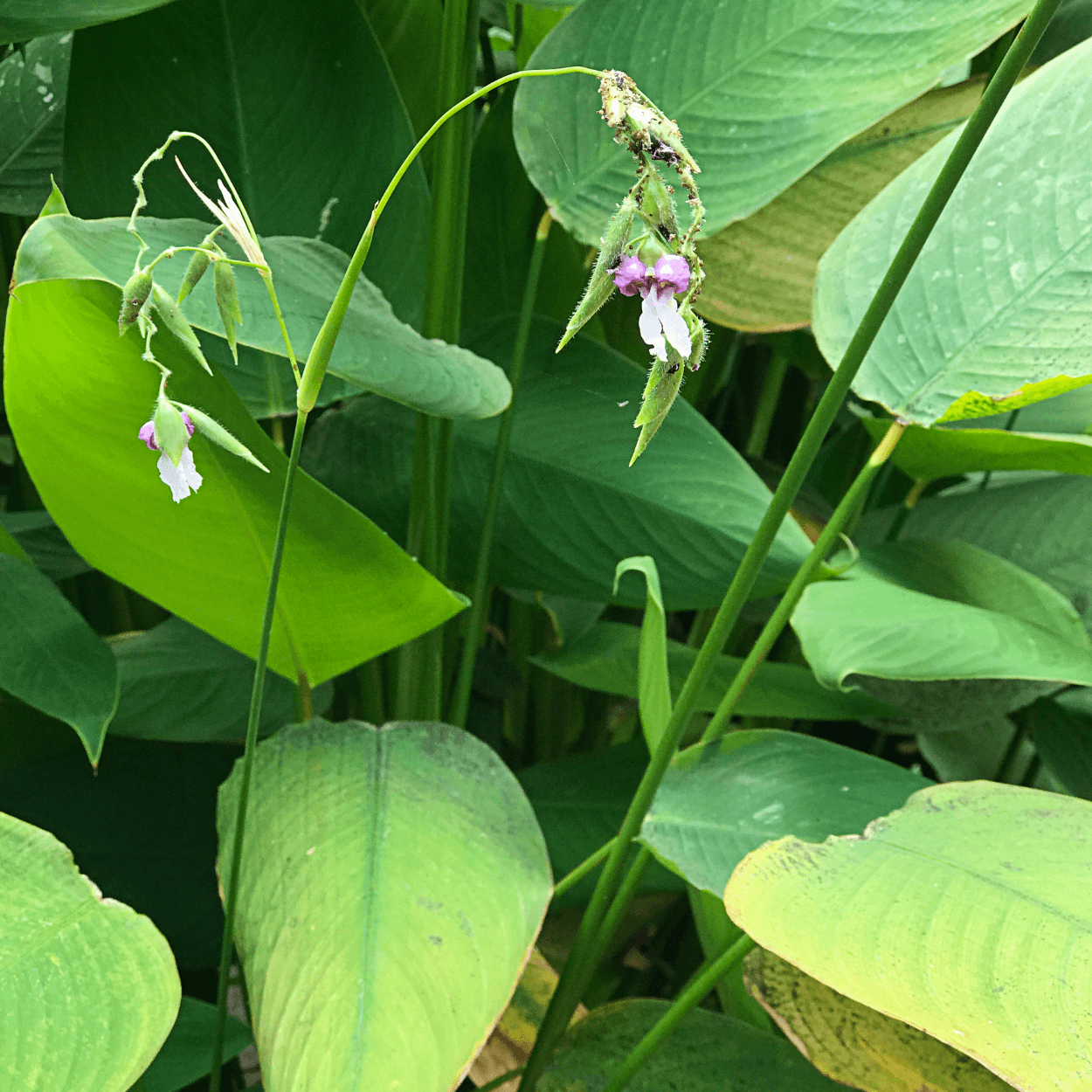 Thalia Geniculata Seeds