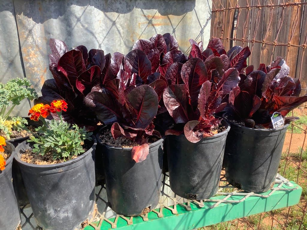 Red Romaine Lettuce Seeds