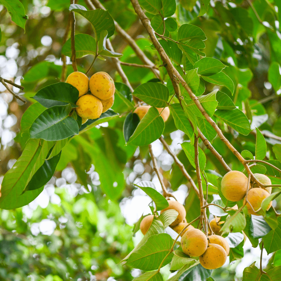 Sentul seeds agrotechnic growing guide