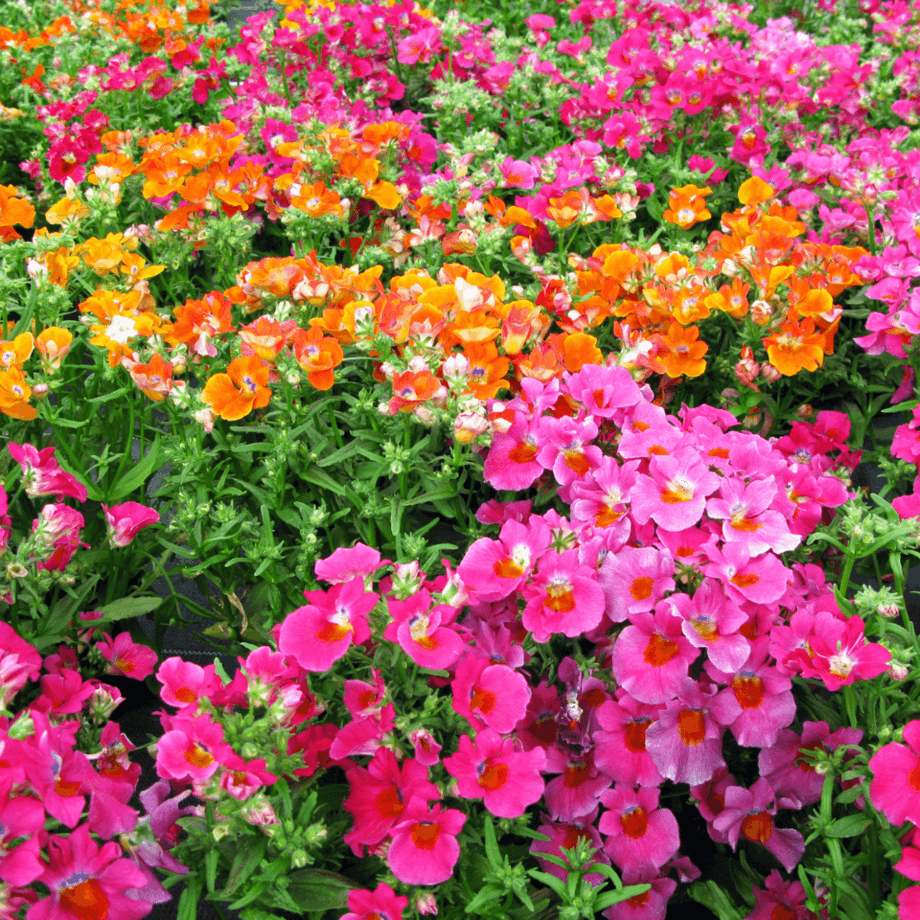 Nemesia seeds agrotechnic growing guide