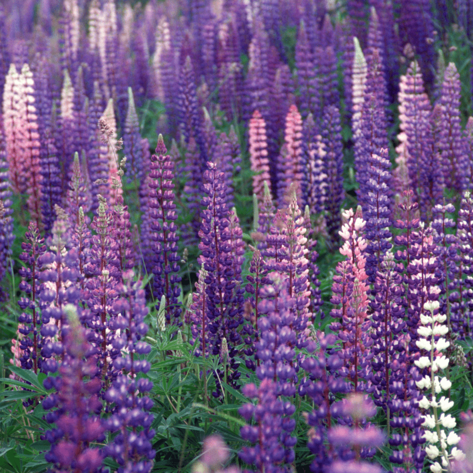 Lupine cinenaria seeds agrotechnic growing guide