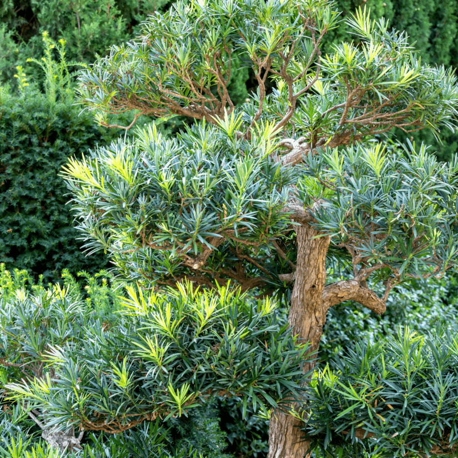 Podocarpus seeds agrotechnic growing guide