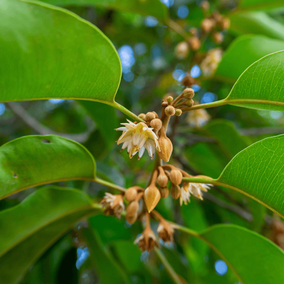 Spanish cherry seeds agrotechnic growing guide