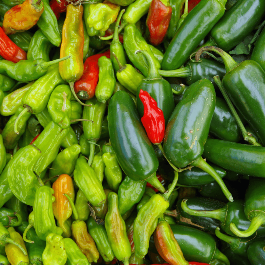 Hot pepper seeds agrotechnic growing guide