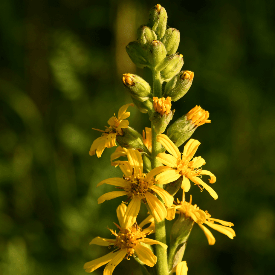 Goldenrod seeds agrotechnic growing guide