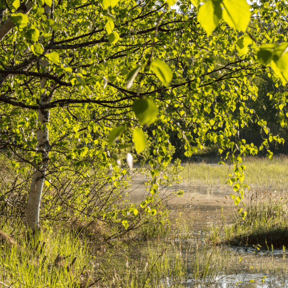 Betula pendula seeds agrotechnic growing guide