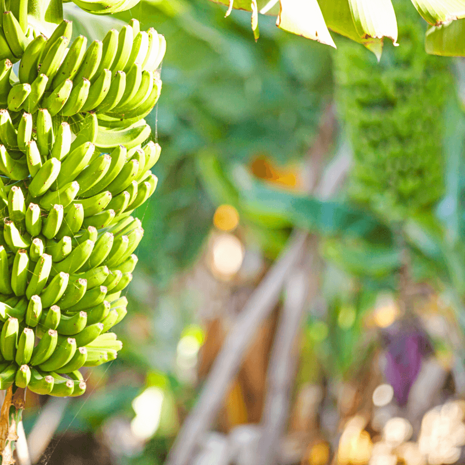Banana seeds agrotechnic growing guide