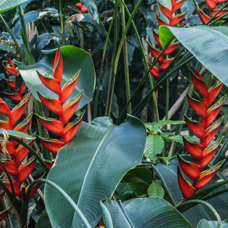 Heliconia seeds agrotechnic growing guide