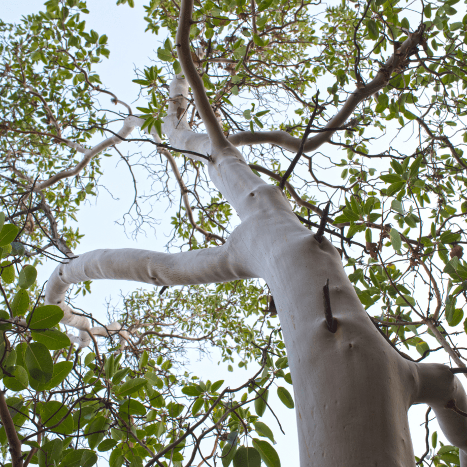 Sandalwood seeds agrotechnic growing guide