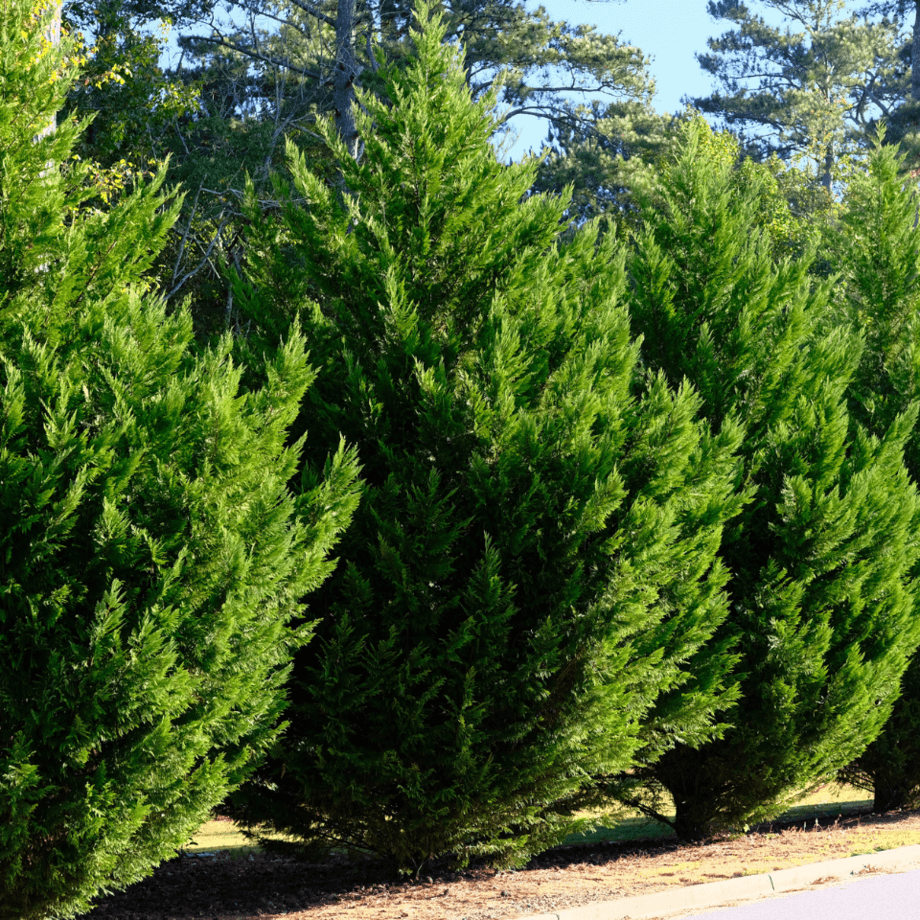 Cypress seeds agrotechnic growing guide