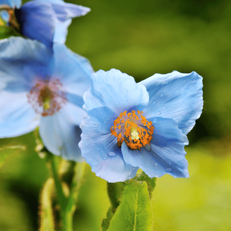 Himalayan poppy seeds agrotechnic growing guide