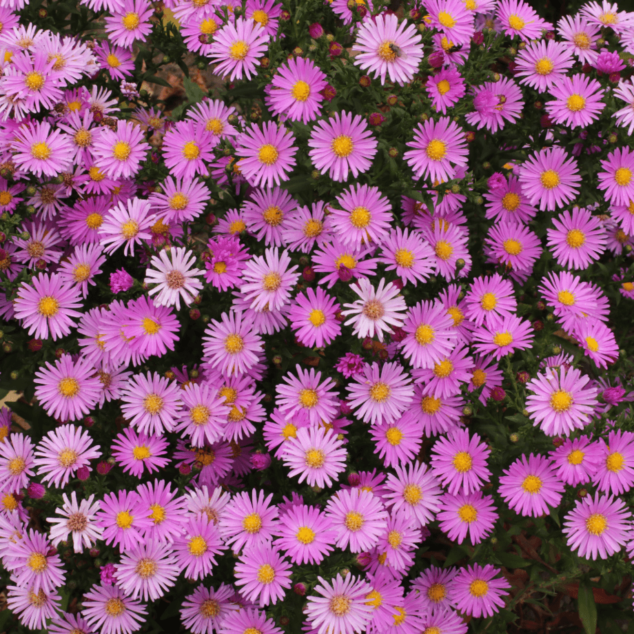 Alpine aster seeds agrotechnic growing guide