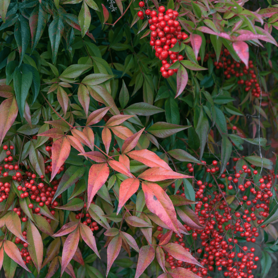 Nandina seeds agrotechnic growing guide