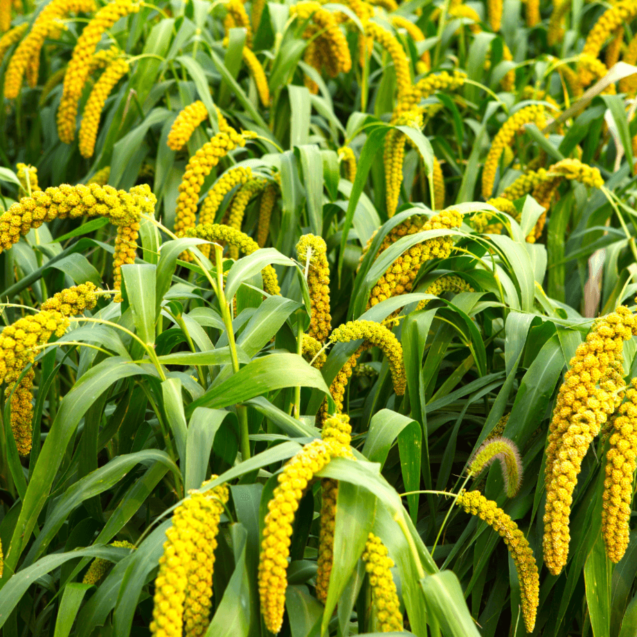 Millet seeds agrotechnic growing guide