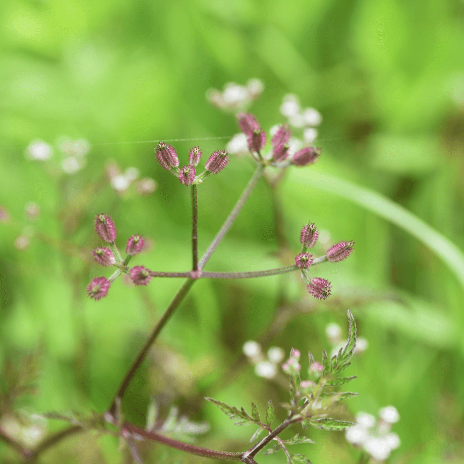 Stylosanthes scabra seeds agrotechnic growing guide