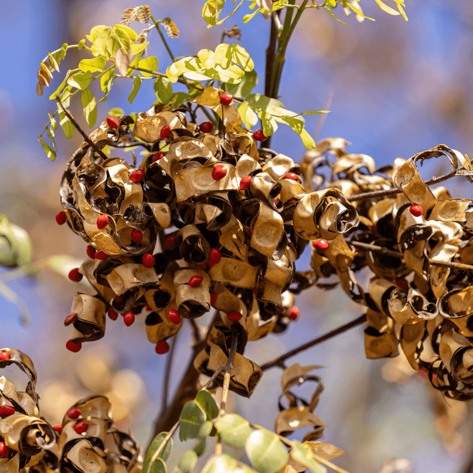 Adenanthera pavonina seeds agrotechnic growing guide