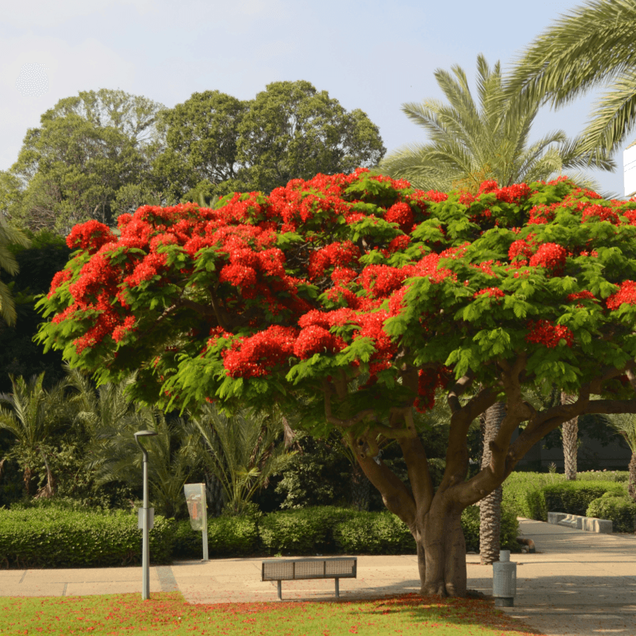 Delonix Regia seeds agrotechnic growing guide
