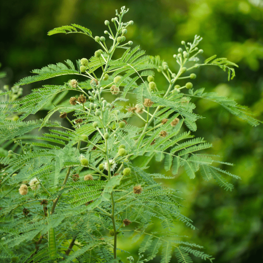 Leucaena seeds agrotechnic growing guide