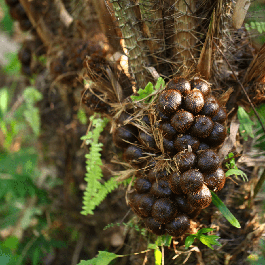 Salacca seeds agrotechnic growing guide