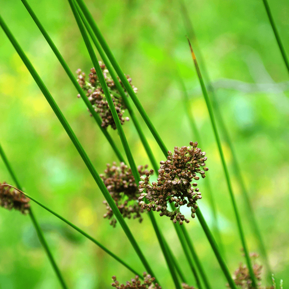 Common rush seeds agrotechnic growing guide