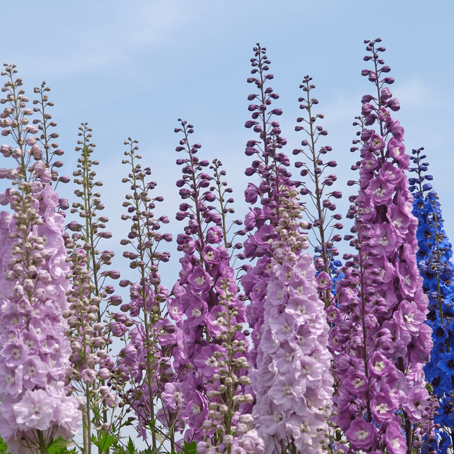Larkspur seeds agrotechnic growing guide