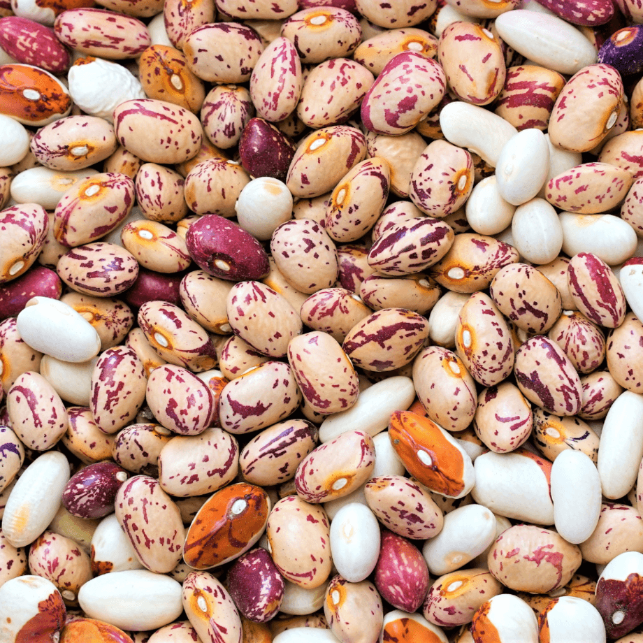 Bean seeds agrotechnic growing guide