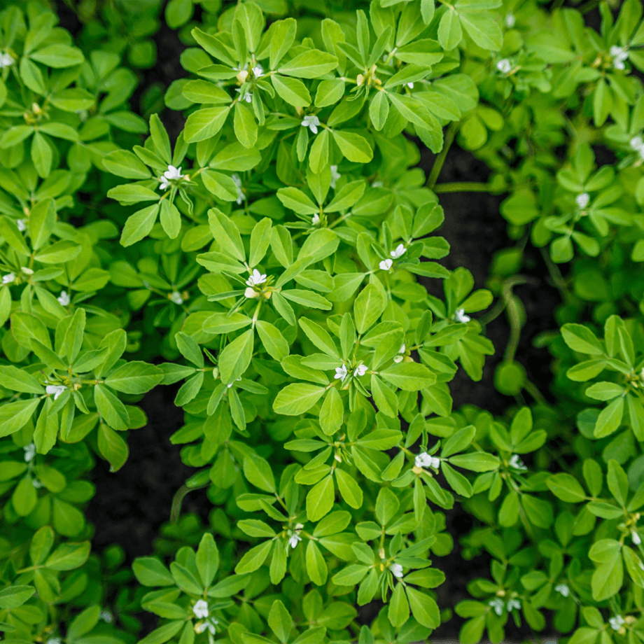 Fenugreek seeds agrotechnic growing guide