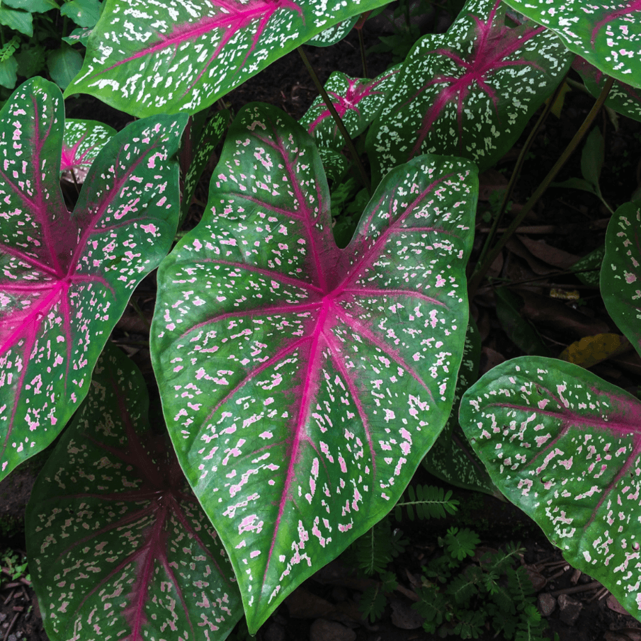 Caladium seeds agrotechnic growing guide