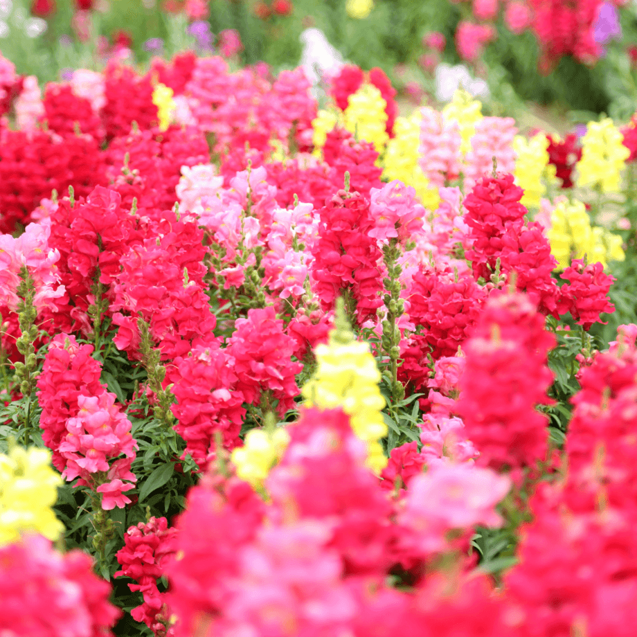 Snapdragon seeds agrotechnic growing guide