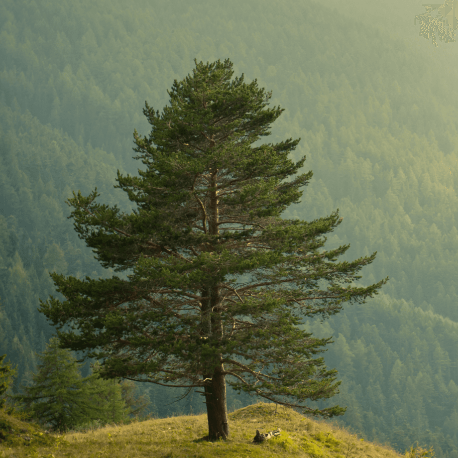 Pine seeds agrotechnic growing guide