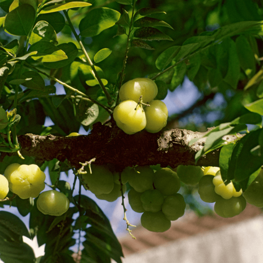 Amla seeds agrotechnic growing guide