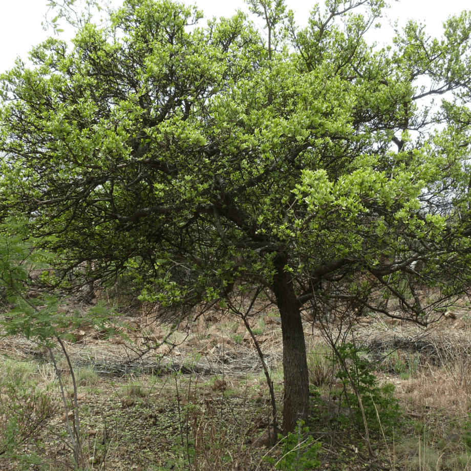 Strychnos nux-vomica seeds agrotechnic growing guide