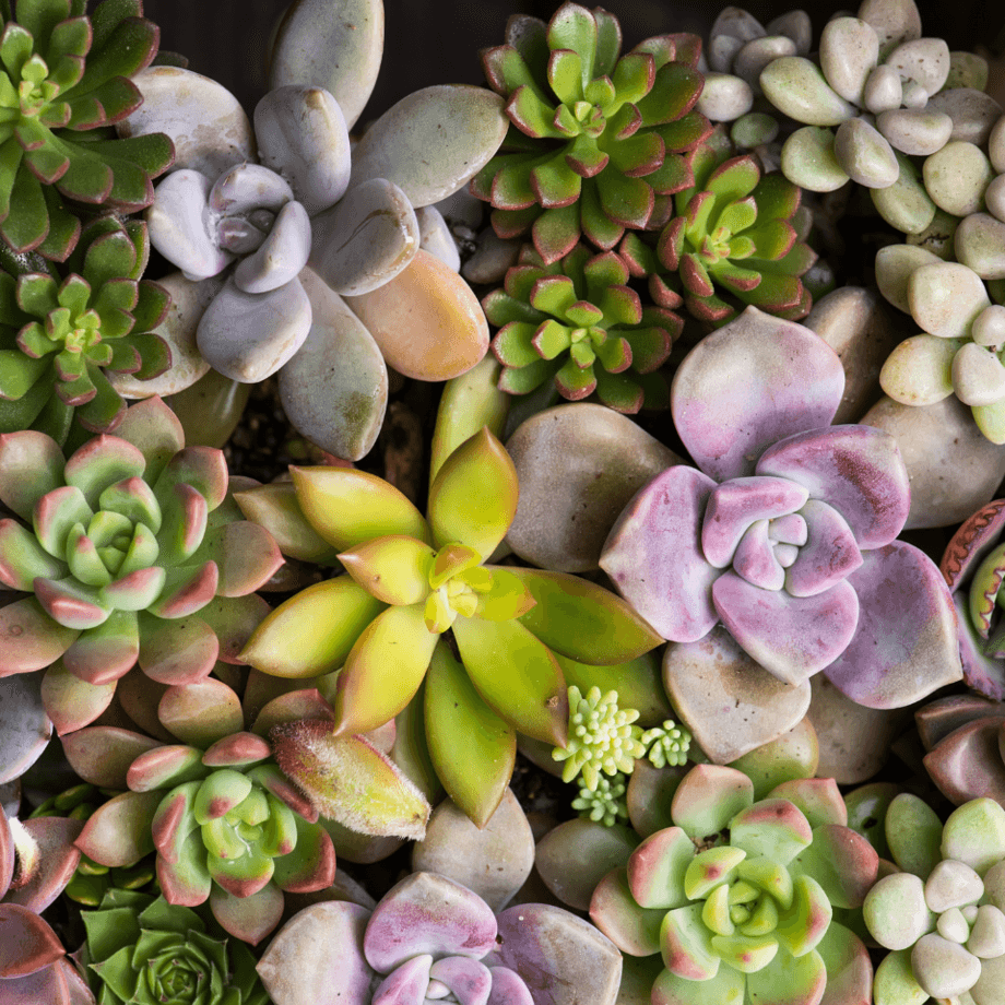 Succulents seeds agrotechnic growing guide