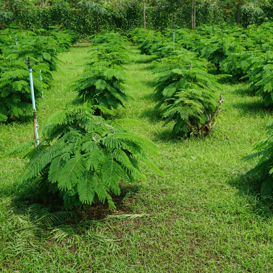 Senegalia seeds agrotechnic growing guide