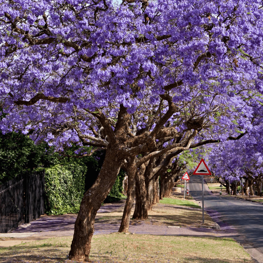 Jacaranda seeds agrotechnic growing guide